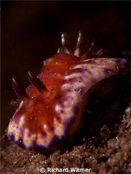 Beautiful Nudi on a night dive in Anilao.  Species?  G9/D... by Richard Witmer 